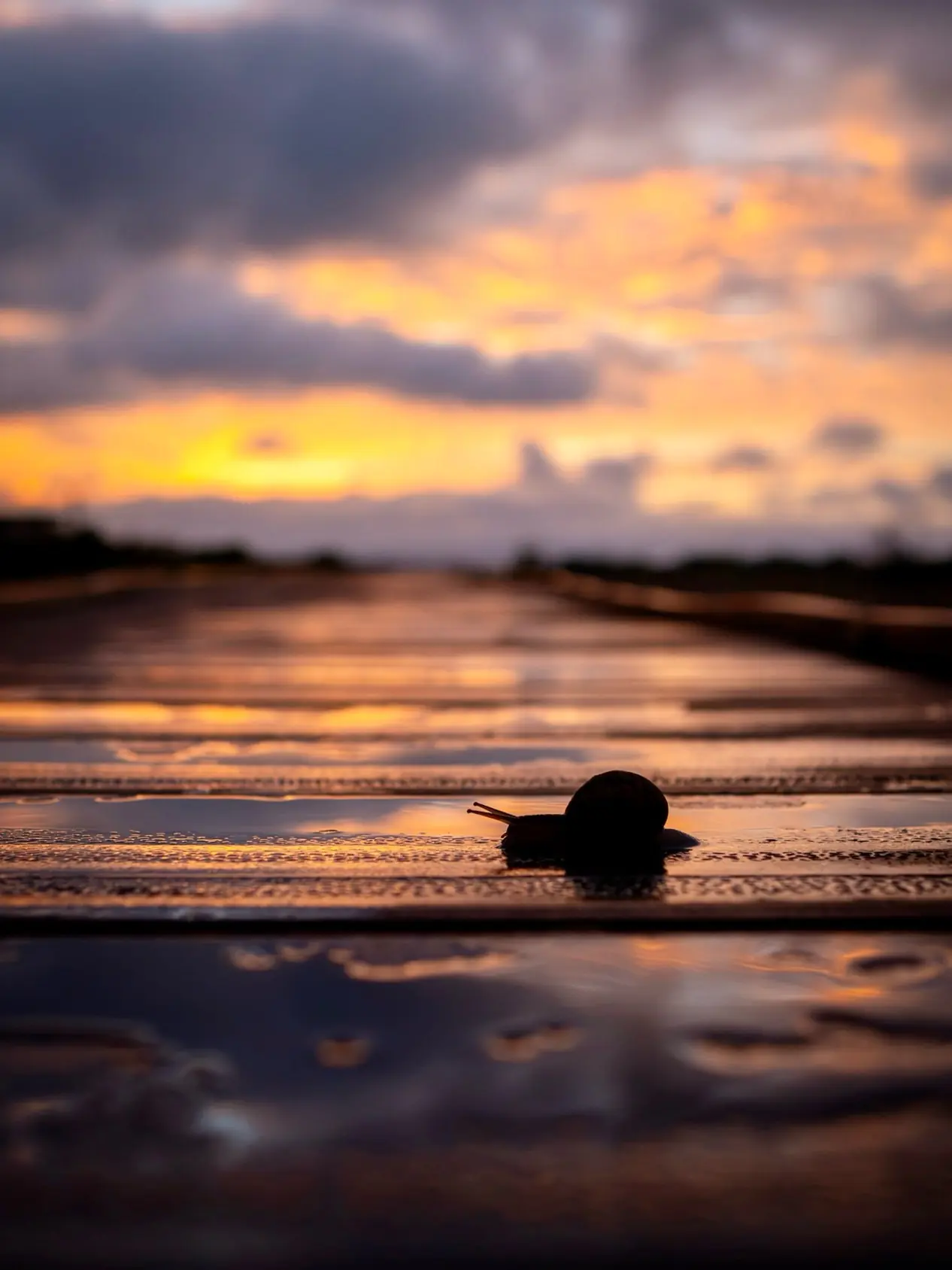 A snail silhouetted against a vivid sunrise on Shoreham beach